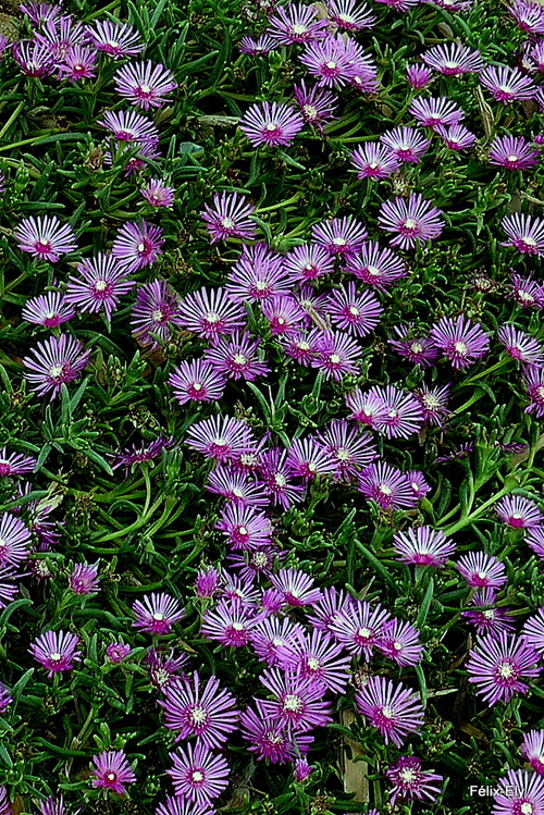 De belles petites fleurs