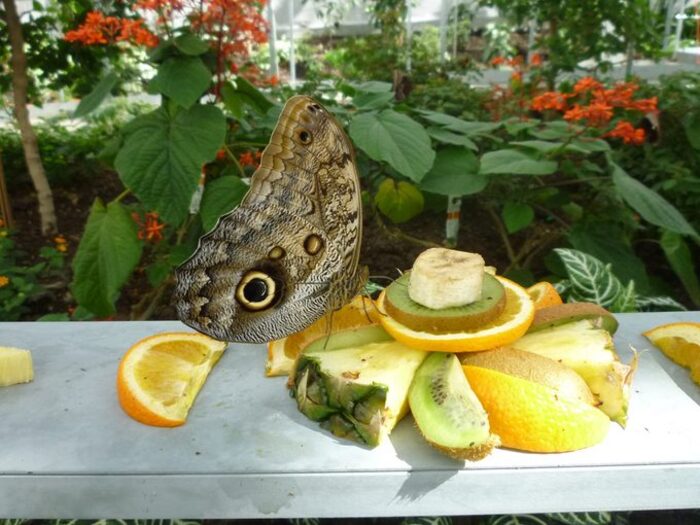 Un papillon morpho se nourrissant du jus de fruits frais à l'insectarium de Montréal.