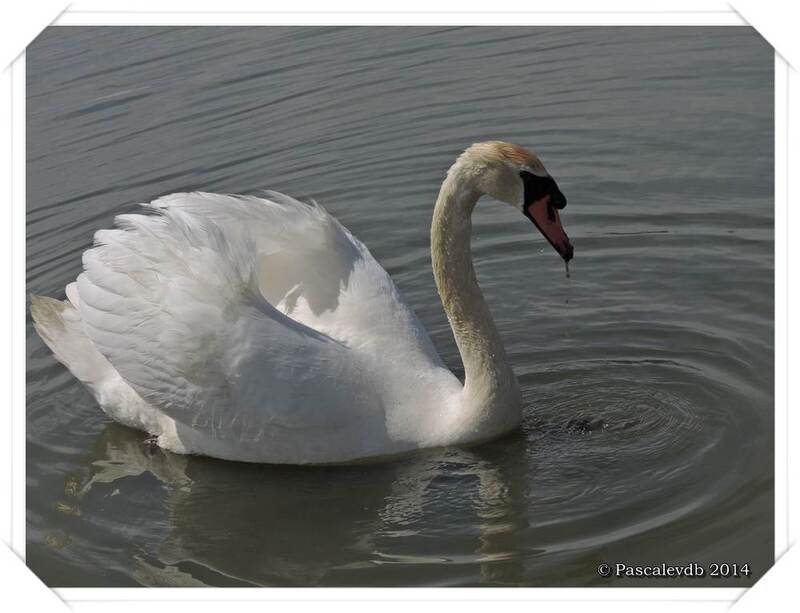 Réserve ornithologique du Teich - 5/10