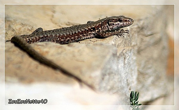 LEZARD-N--9-.jpg