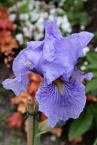 iris Fancy Fellow d'Iris en Provence