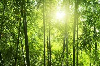 6566093-asian-bamboo-forest-with-morning-sunlight-tropical