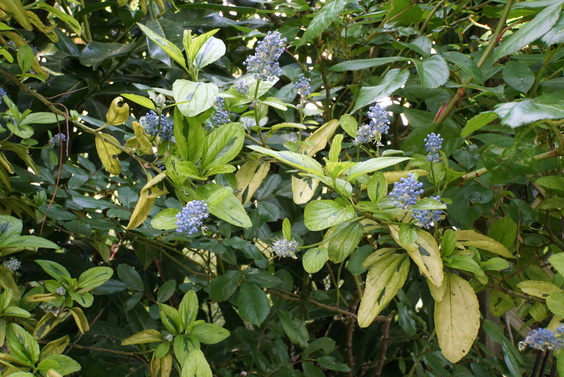 Céanothus pershore zanzibar