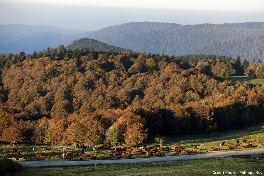 Une houle de monts vue depuis le Ballon d'Alsace