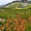 Oseille tête-de-bœuf (Rumex bucephalophorus)