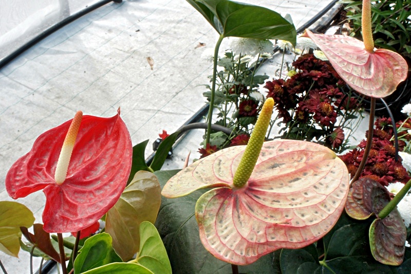 Foire agricole de Bras-Panon (5/7) -