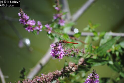 Une petite bête qui s'est posé sur une plante... je l'ai surprise. C'est une libellule rouge (Sympetrum sanguineum), je crois.