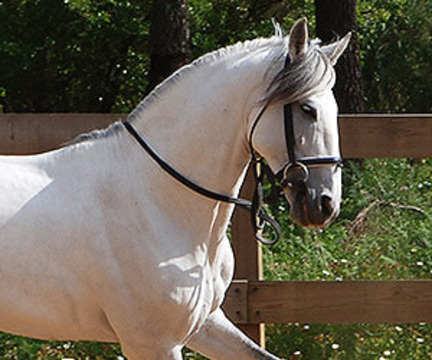 FLAMENCO - CABALLO LUSITANO - Palomino - Perla