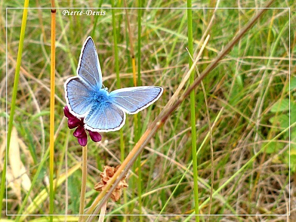 Azuré bleu céleste