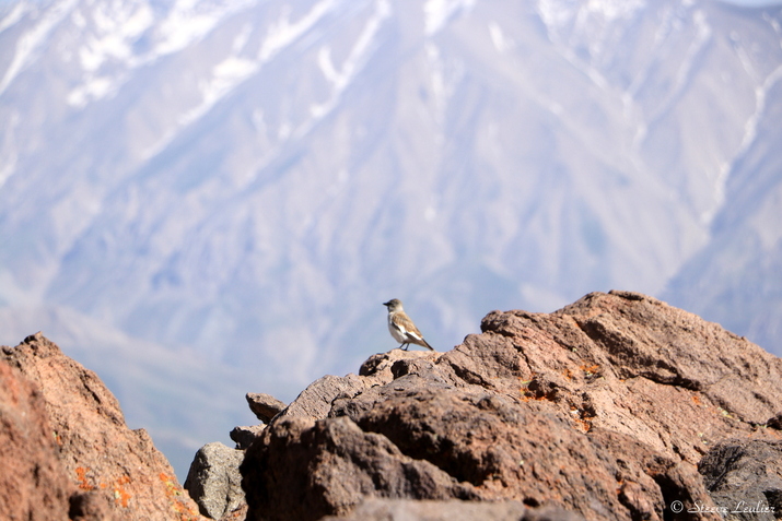 Retour vers le camps de base du Damavand