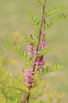 Indigofera dosua