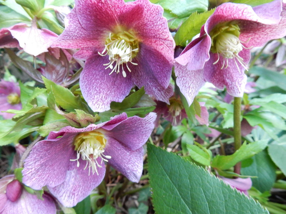 AU JARDIN BOURBONNAIS HELLEBRES ROSES DE NOËL D'ORIENT