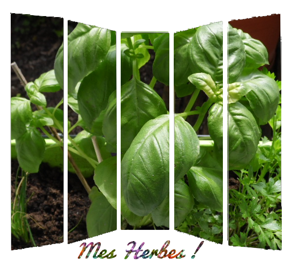 Dans mon jardinet ...
