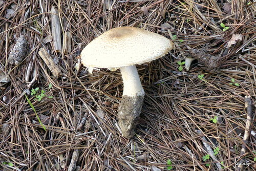 Champignons dans la pinède...