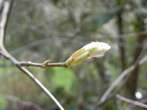  Les bourgeons