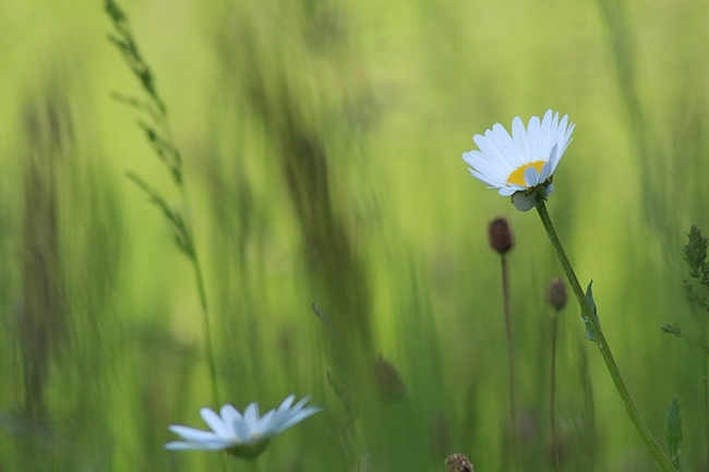 Marguerite