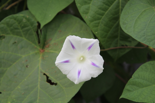 Fin d'été au jardin