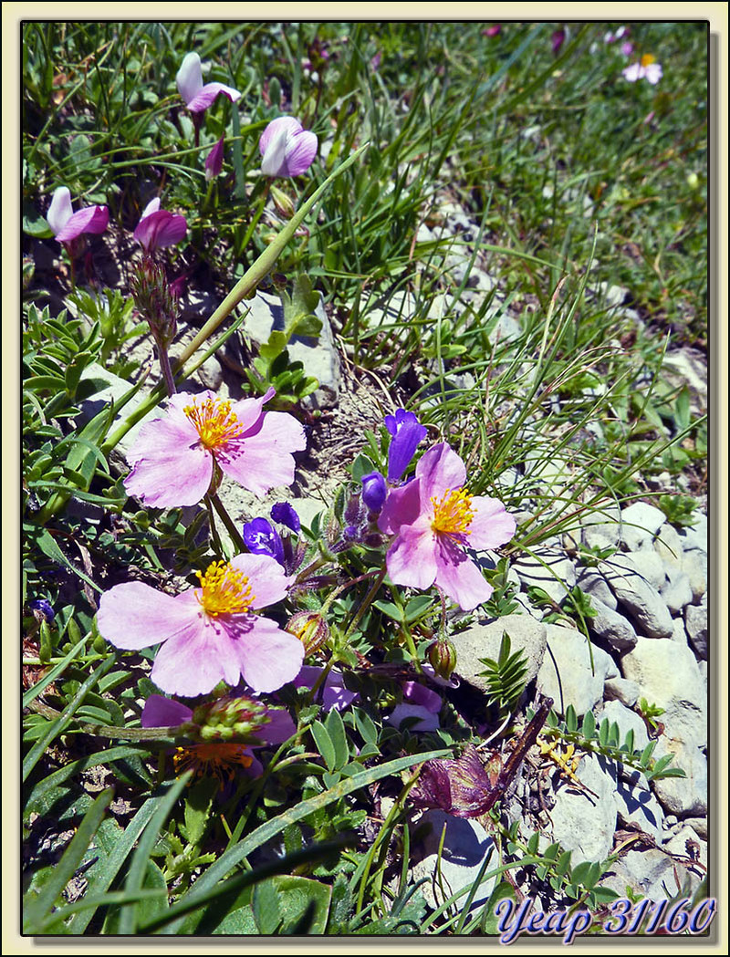 Hélianthème nummulaire sous-espèce pyrénéenne - Mondotò - Massif du Mont Perdu - Aragòn - Espagne  (Flore)