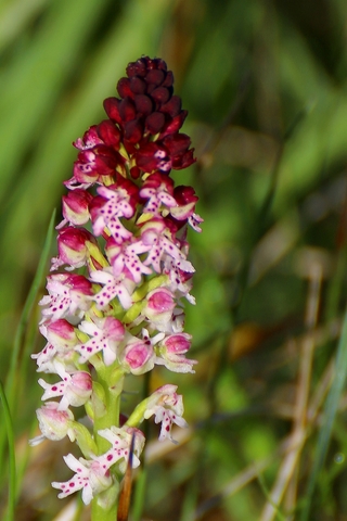 Neotinea ustulata - Orchis brûlé  