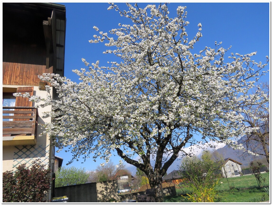 « LE PRINTEMPS A LA MAISON No3 A SUIVRE