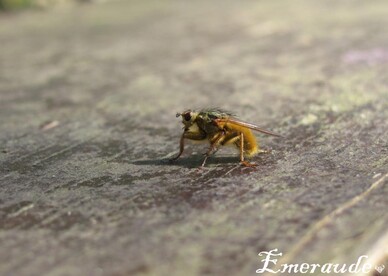 Photo Insecte, mouche - 22.05.11