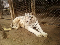 Tigre blanc!!!!! *-*
