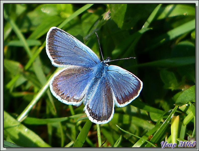 Papillon Argus bleu recto et verso - Vallon d'Esquierry - Oô - 31