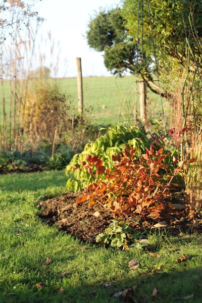 Cotinus Lilla