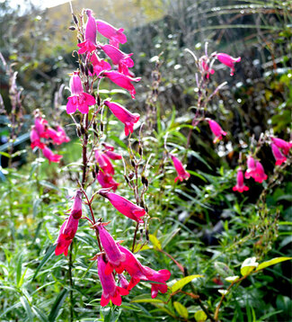 Dernières fleurs de novembre