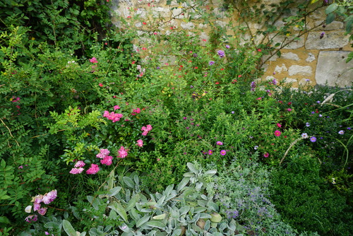 Cagouille's Garden