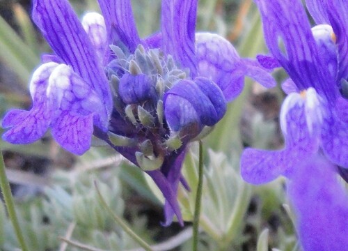 Fleurs roses