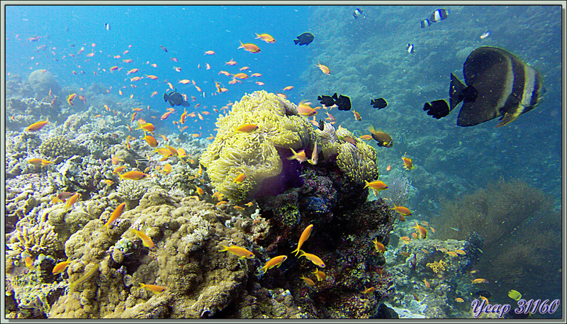 Aquarium géant avec Platax Teira dans le premier rôle - Dega Thila - Atoll d'Ari - Maldives
