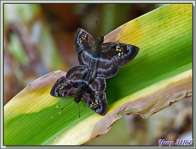 Blog de images-du-pays-des-ours : Images du Pays des Ours (et d'ailleurs ...), Papillons bleus in copula - Parque Nacional Cahuita - Puerto Viejo de Talamanca - Costa Rica