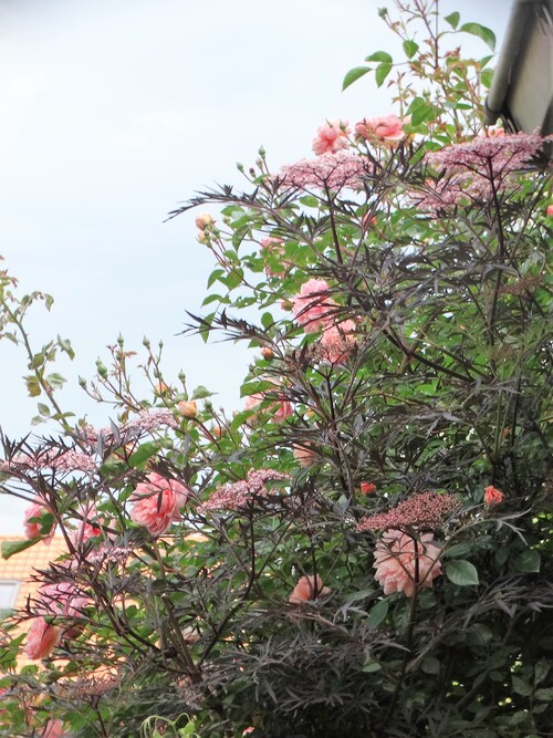 Vues sur le jardin depuis l'intérieur de la maison