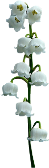 Tubes Fleurs
