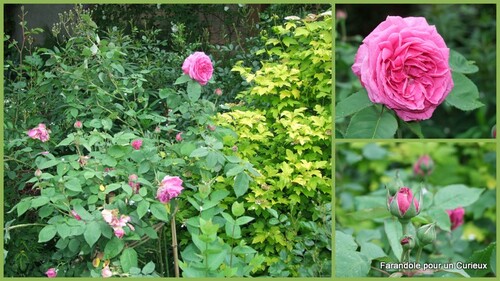 Mai 2014 : Rosiers en Fleurs 