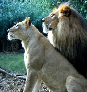 lions.