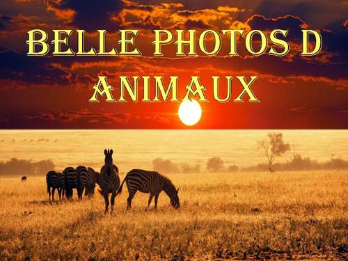 PPS ANIMAUX