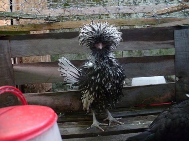 Le coq Hollandais Noir à Huppe blanche