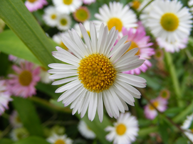 FLEURS DE BRETAGNE (1) PAR KIKI NOTRE PHOTOGRAPHE