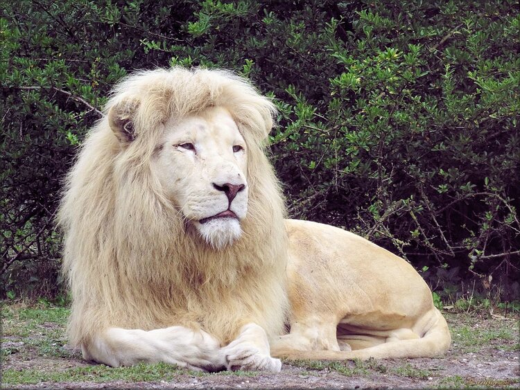 Photo Lions Blancs du Zoo de Pessac