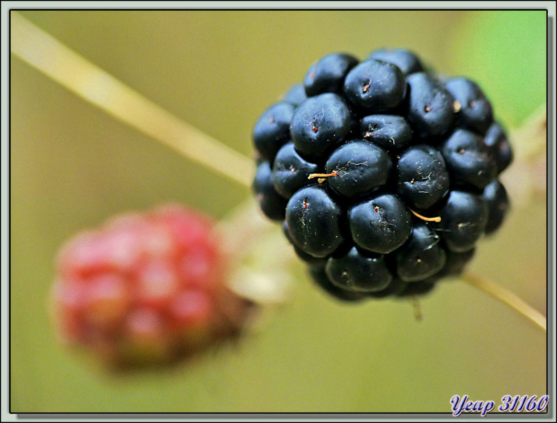 La mûre ou mûron, fruit de la Ronce des bois ou Mûrier des haies (Rubus fruticosus) - Verdun-sur-Ariège - 09