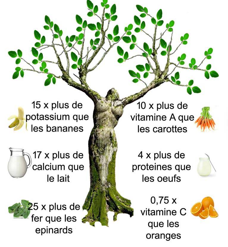 moringa oleifera tree nutrition