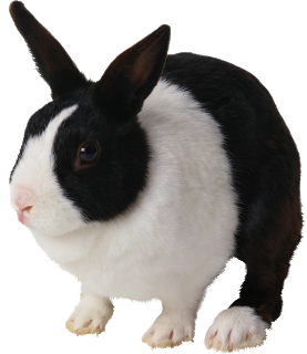 PAQUES = PASCOA