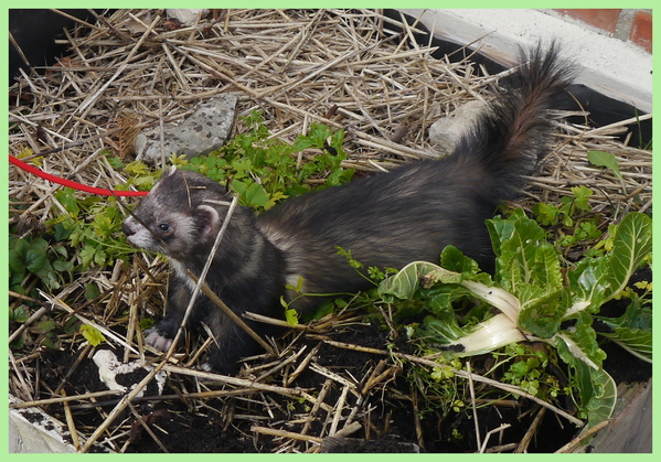 SORTIE AU POTAGER