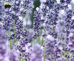 In the lavender garden.