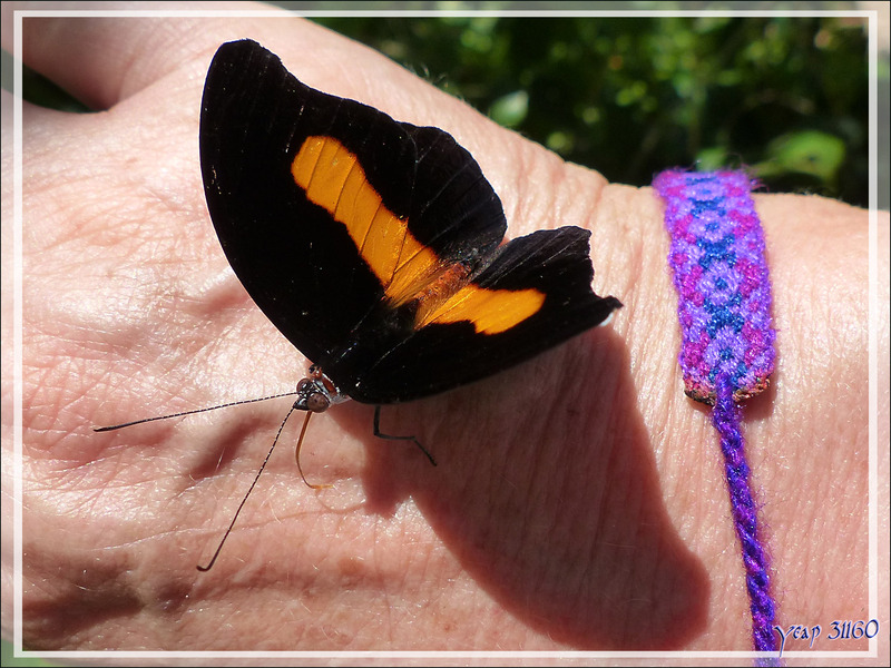On n'attire pas les papillons avec du vinaigre ... - Inkaterra Hacienda Concepcion - Puerto Maldonado - Pérou