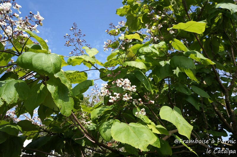 Le Catalpa l'arbre haricot 