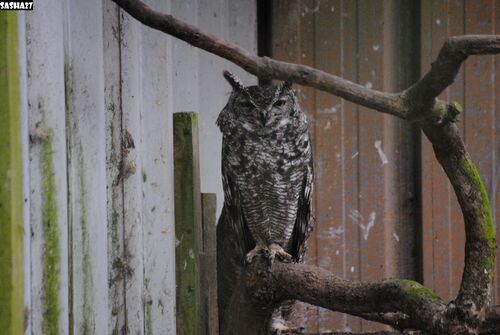 Hiboux Grand duc de Virginie