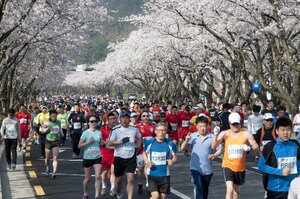 season cherry blossoms runners running 